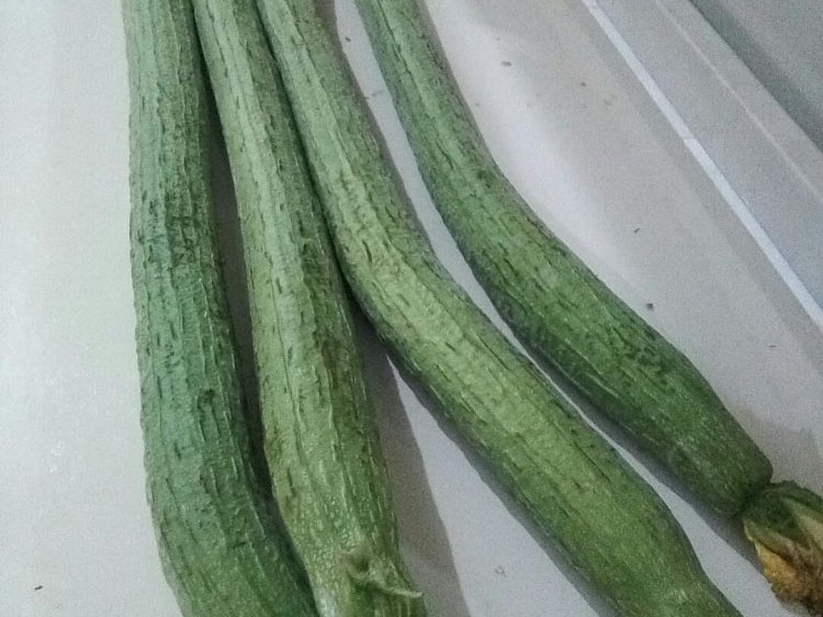 丝瓜长幼