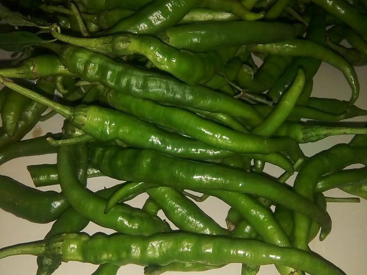 小尖青椒