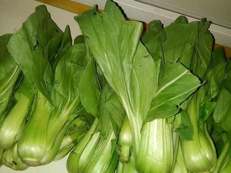 票尔白菜