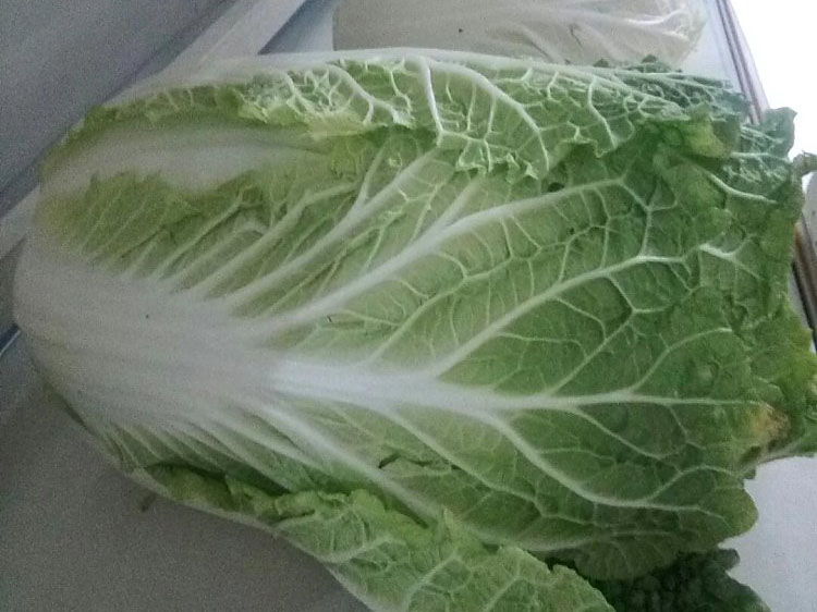 卷心白菜