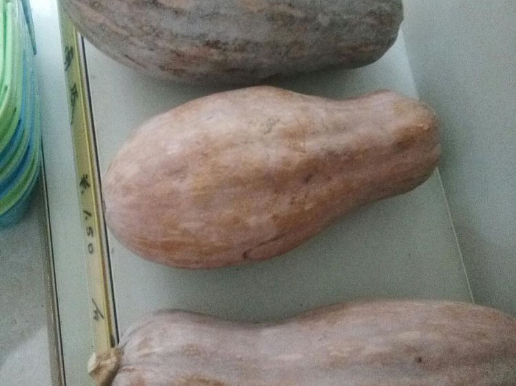 国际巅峰 46f95