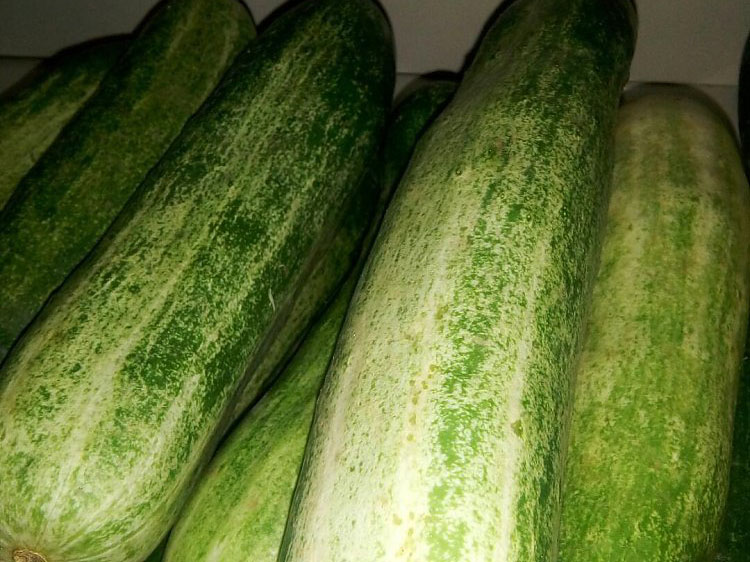 黄瓜.jpg