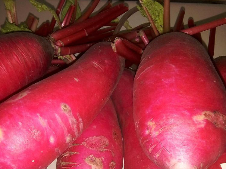 大头紫红萝卜.jpg